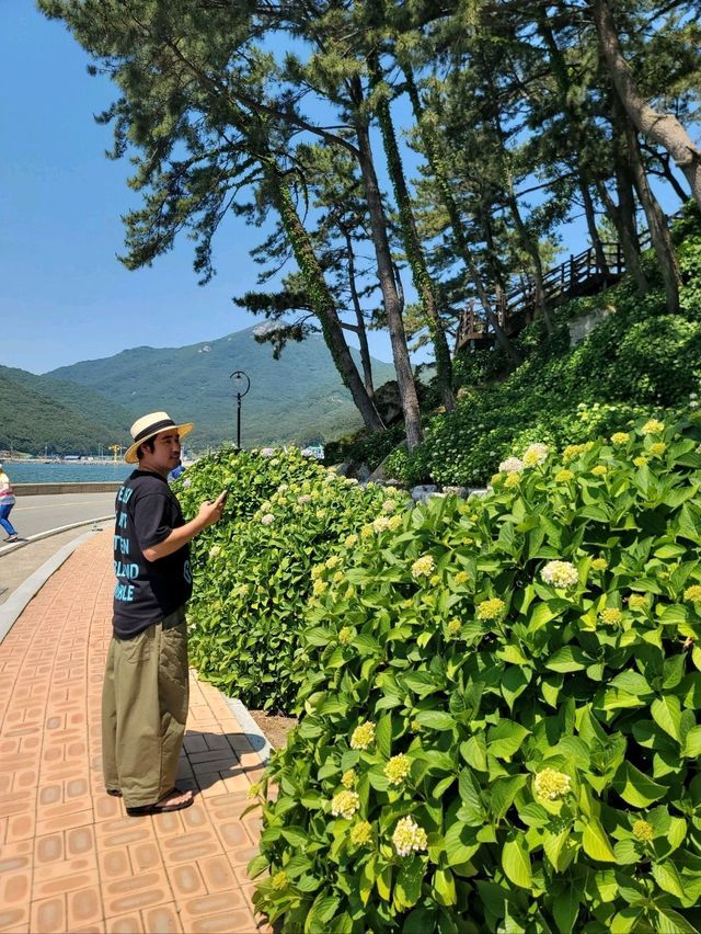 거제 수국 탑티어 저구항💜