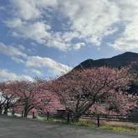 不能錯過的河津町賞櫻（東京伊豆）