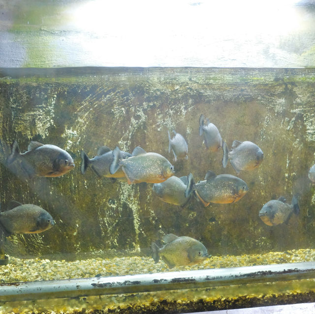 뜨거운 온천 열 에너지로 살아있는 피라냐를 사육하는 벳푸 명소 - 흰연못지옥 白池地獄