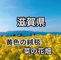 【滋賀県】まるで黄色の絨毯！菜の花畑