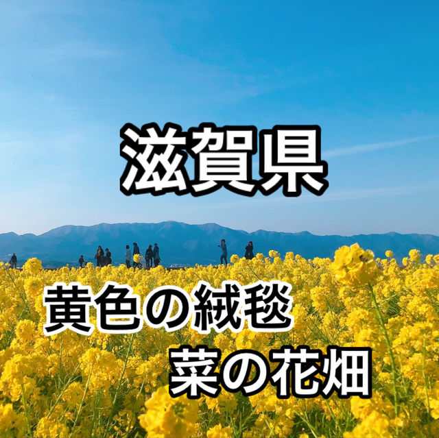 【滋賀県】まるで黄色の絨毯！菜の花畑