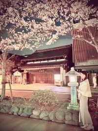 〜神奈川〜古都鎌倉の桜🌸夜桜満開！