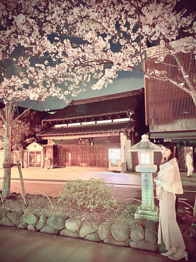〜神奈川〜古都鎌倉の桜🌸夜桜満開！