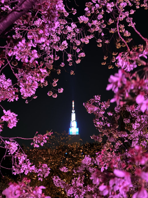 東京都〜桜ライトアップ✨桜の新宿御苑 | Trip.com 東京