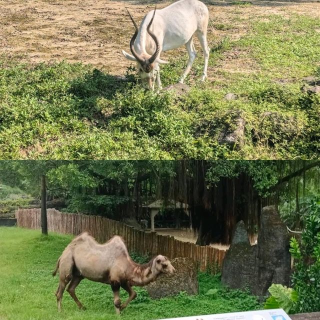 【臺北自由行】臺北市立動物園：綠蔭遮蔽，適合帶小朋友