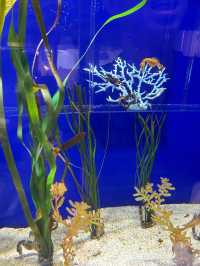 首爾COEX水族館：落雨時的最佳選擇