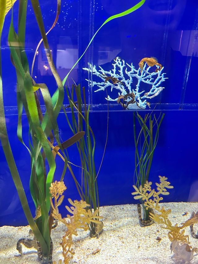 首爾COEX水族館：落雨時的最佳選擇