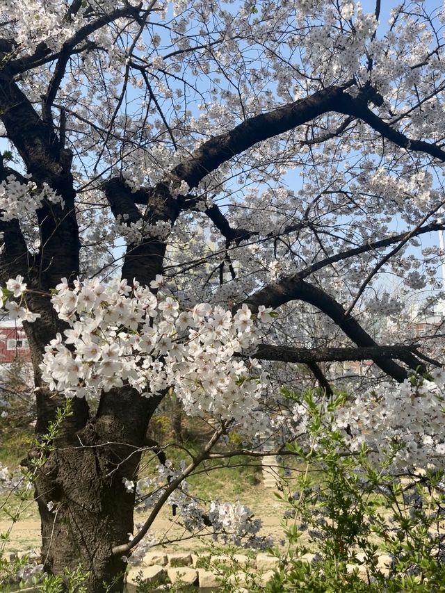 벚꽃시즌 완벽한 청리단길 주말 나들이코스🌸