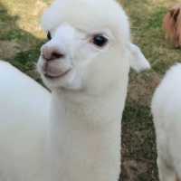 「平川動物公園」親近可愛動物，愉快親子時光！