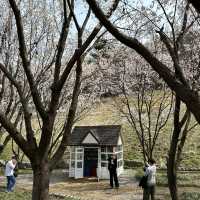 예쁜 꽃과 호수가 인상깊었던 이천 설봉공원🏞️