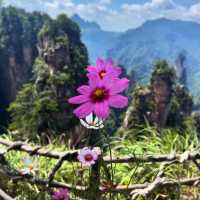 The Mystical Beauty of Zhangjiajie National Forest Park 