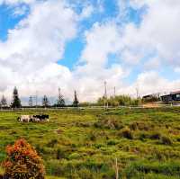 🇲🇾 Experience the Lush Grasslands of Desa Dairy Farm