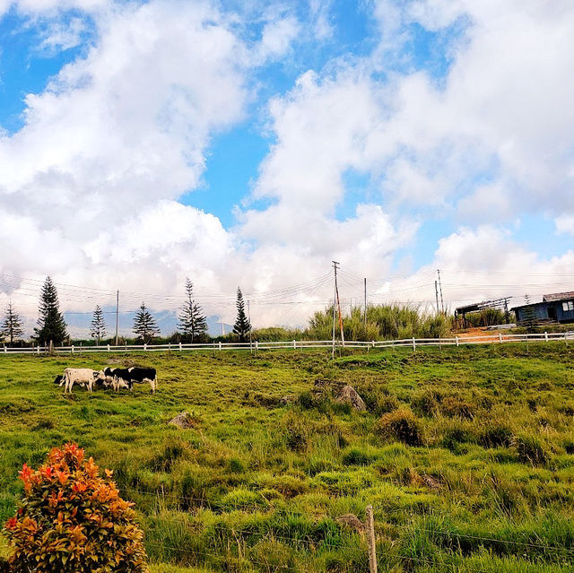 🇲🇾 Experience the Lush Grasslands of Desa Dairy Farm