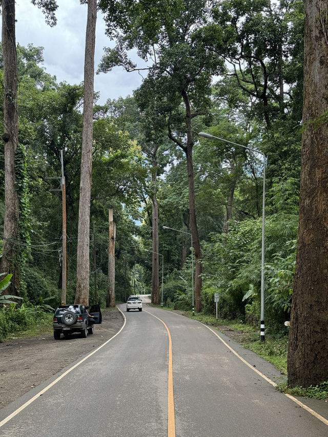 ถนนต้นยาง | เชียงดาว 🛻🛣️🌳🍃
