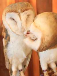 大阪貓頭鷹 Café 🦉 Owl Café 🦉