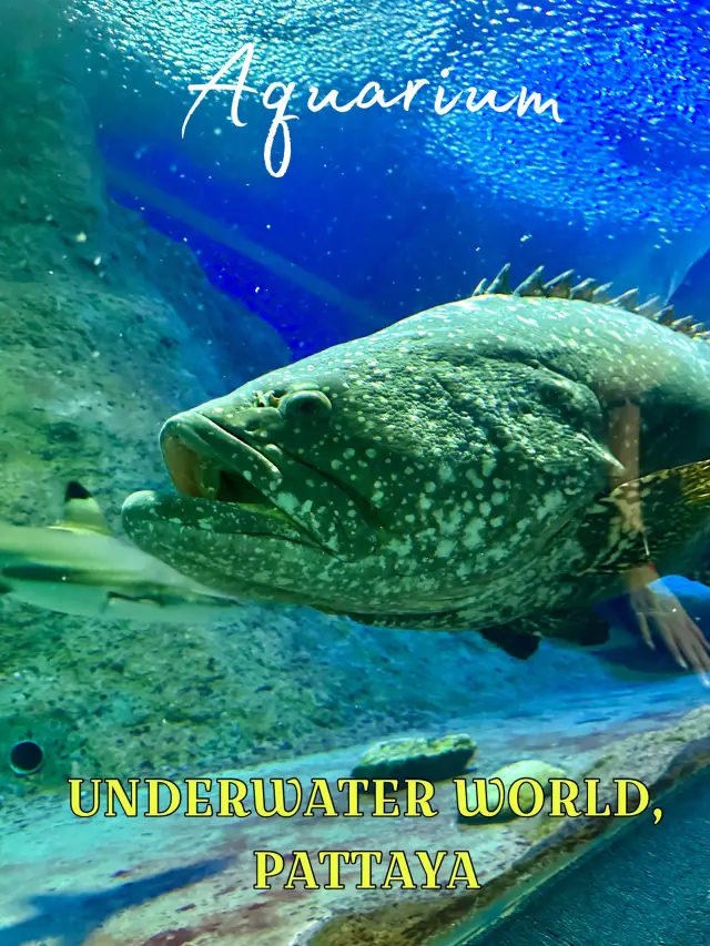 เพลินไปกับปลาตัวใหญ่ๆ ใน 3 อุโมงค์โลกใต้น้ำฟินๆ