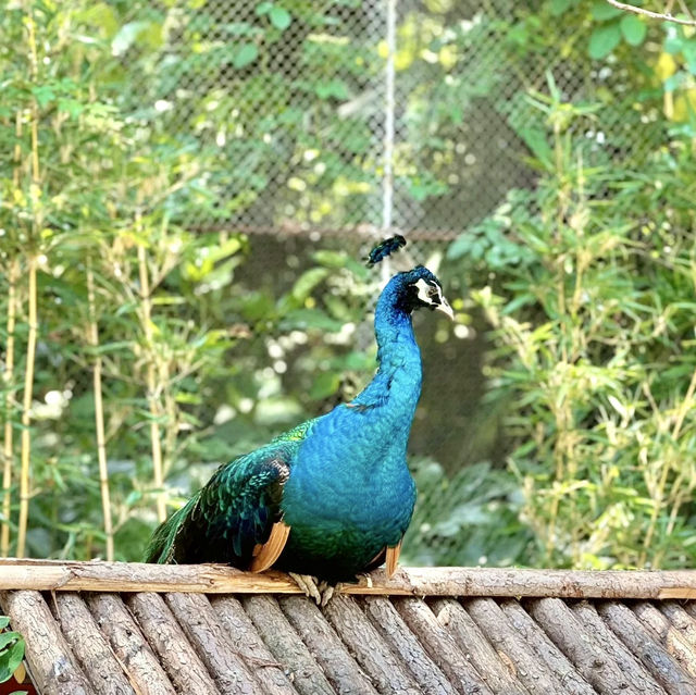 🌎廣州動物園～可愛動物世界🌎