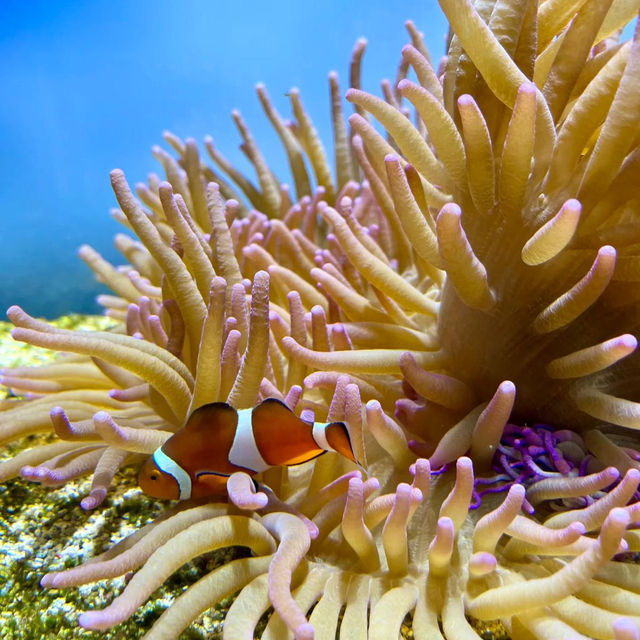 ～下關市立水族館～美麗海洋世界～