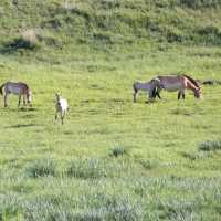 Hustai Highlights - Embracing Mongolia's Untamed Beauty