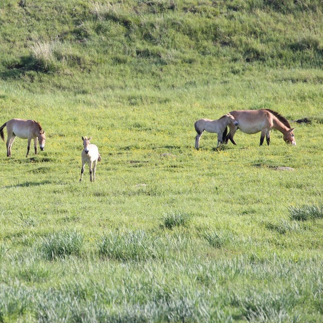 Hustai Highlights - Embracing Mongolia's Untamed Beauty