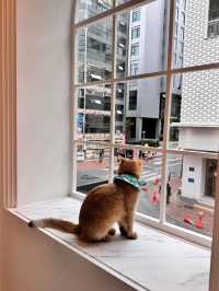😻🔖중구 명동 사랑과 빛이 가득한 고양이 카페, 루프캣미