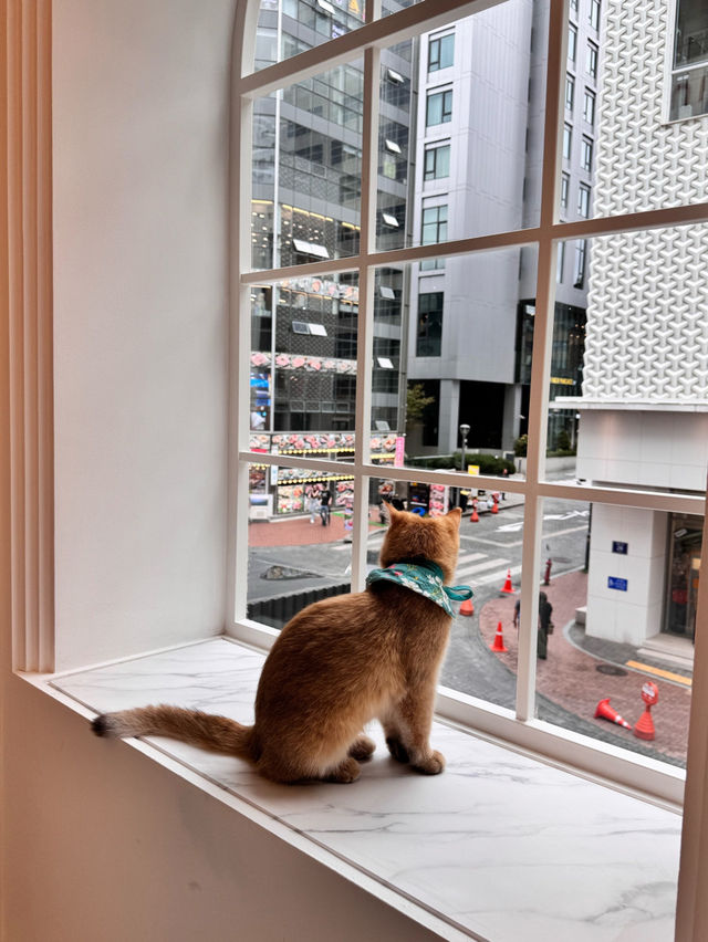 😻🔖중구 명동 사랑과 빛이 가득한 고양이 카페, 루프캣미