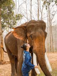 📍Manifa Elephant Camp & Resort