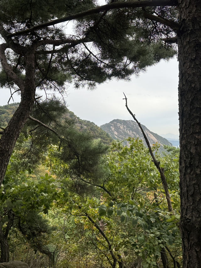 Fresh air and smell of pine trees in Bukhansan forest