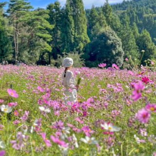 楚楚動人的波斯菊花海