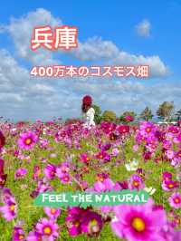 400万本のコスモス畑🌼*･