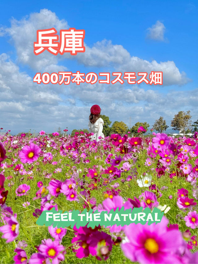 400万本のコスモス畑🌼*･