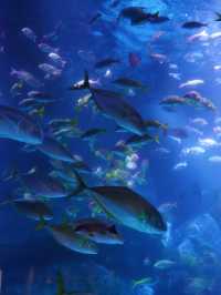 東京｜スカイツリーは展望台だけじゃない！珍しい都心型水族館