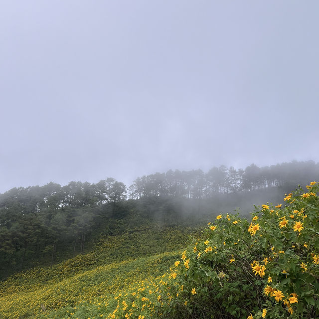 ดอกบัวตองบานแล้วจ้า🌼🌼
