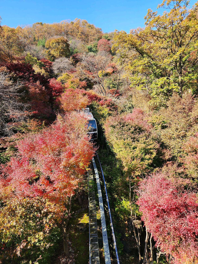 👍 🍃인간과 자연의 조화 힐링 화담숲 🌼