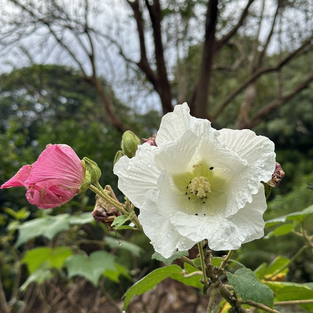 布里斯班最具特色亞熱帶植物館🌻🌺🌸