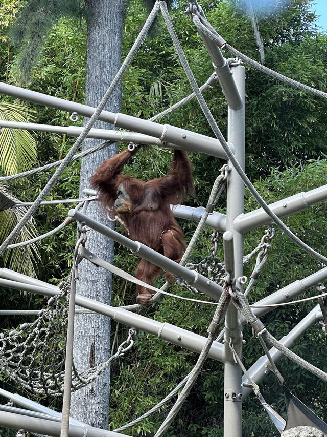 🐻미국 최고의 여행지 샌디에고 동물원 San diego zoo🐒