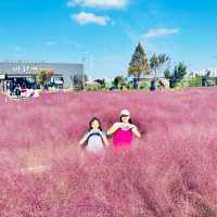 Pink Paradise: Pyeongtaek’s Autumn Gem