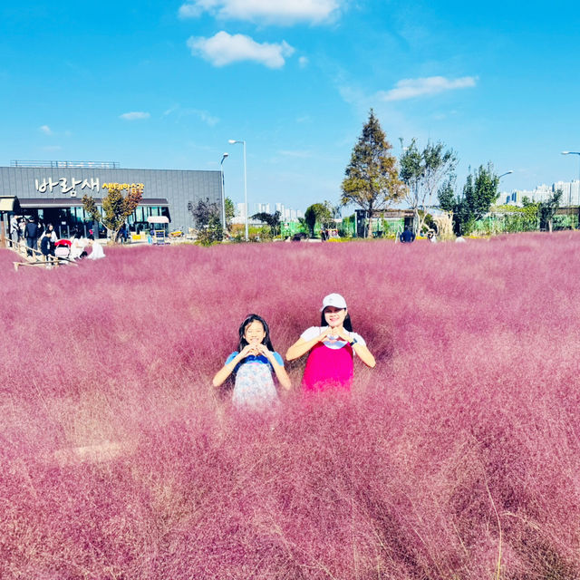 Pink Paradise: Pyeongtaek’s Autumn Gem
