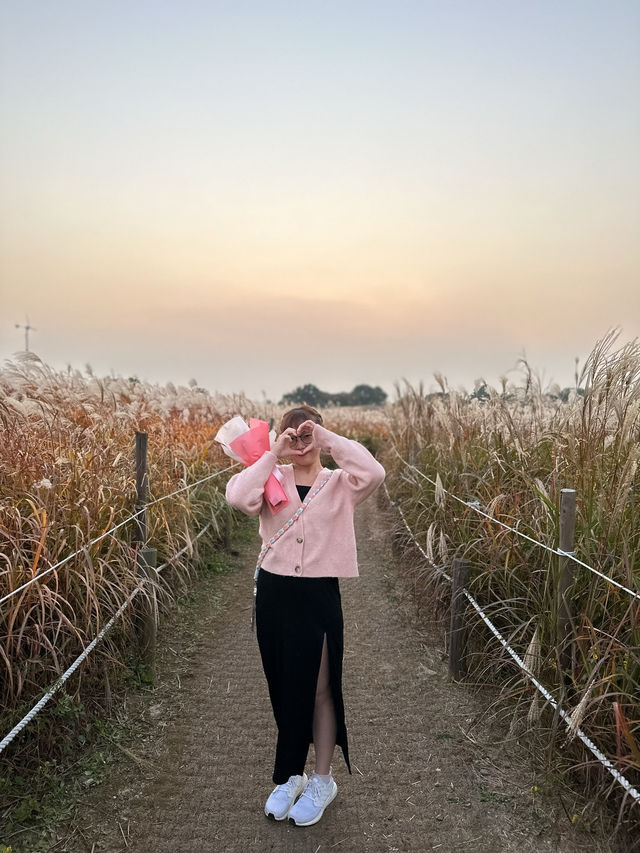 #首爾離天空最近的無邊際芒草公園🌾