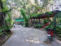 Khlong Sang-Ne คลองสังเน่ห์ (ป่าไทรโบราณ) พังงา