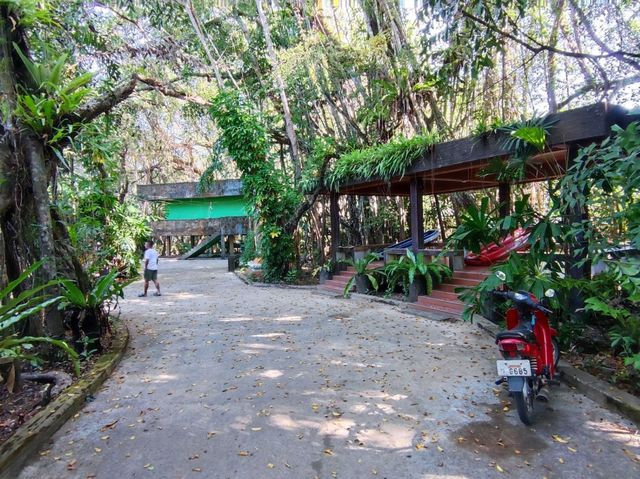 Khlong Sang-Ne คลองสังเน่ห์ (ป่าไทรโบราณ) พังงา