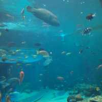 Churaumi Auquarium แห่งโอกินาวะ ยิ่งใหญ่สวยงาม