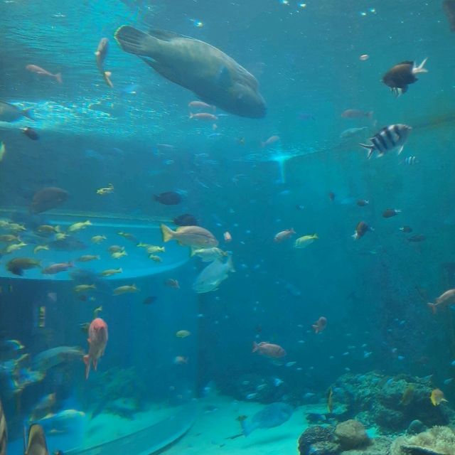 Churaumi Auquarium แห่งโอกินาวะ ยิ่งใหญ่สวยงาม