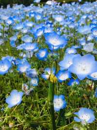 【大阪】花博記念公園鶴見緑地で季節を愛でる♡ 