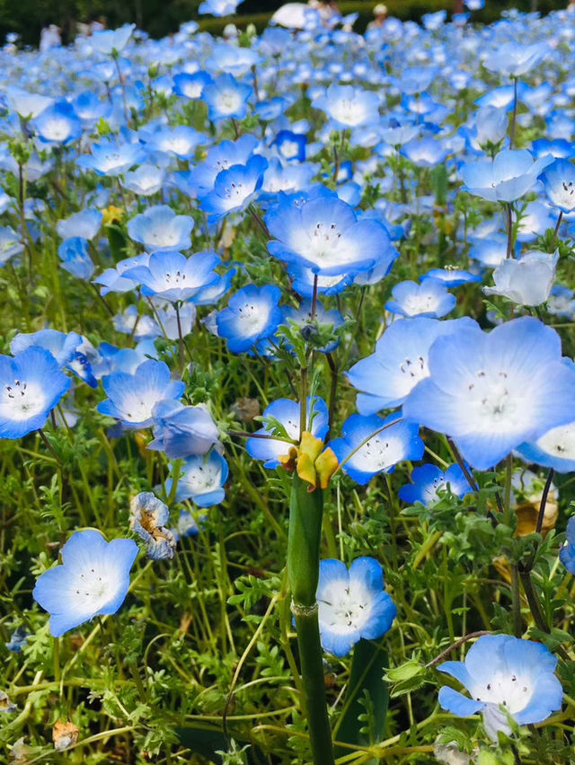 【大阪】花博記念公園鶴見緑地で季節を愛でる♡ 