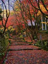 【紅葉特集】静かな境内を赤く染める紅葉絶景🍁なんと今年は○○✨車がなくても行ける🚍