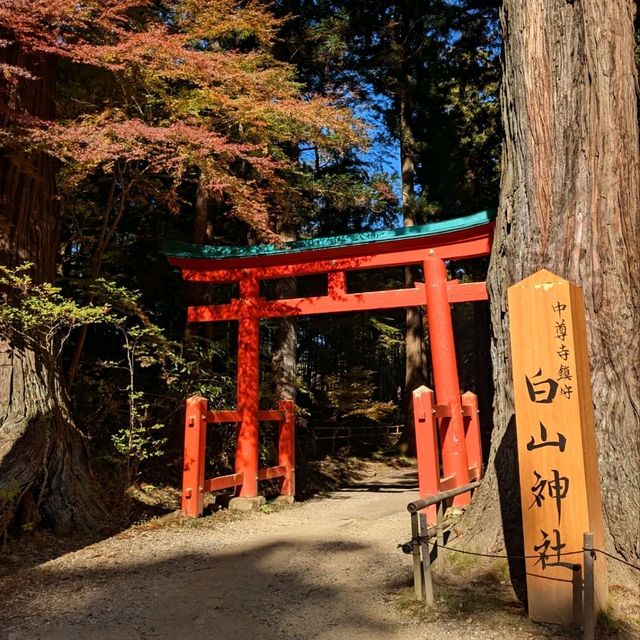 醉人的紅葉銀河，漫步千年古剎「中尊寺」
