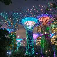 Illuminating Nights: The Aurora of Gardens by the Bay