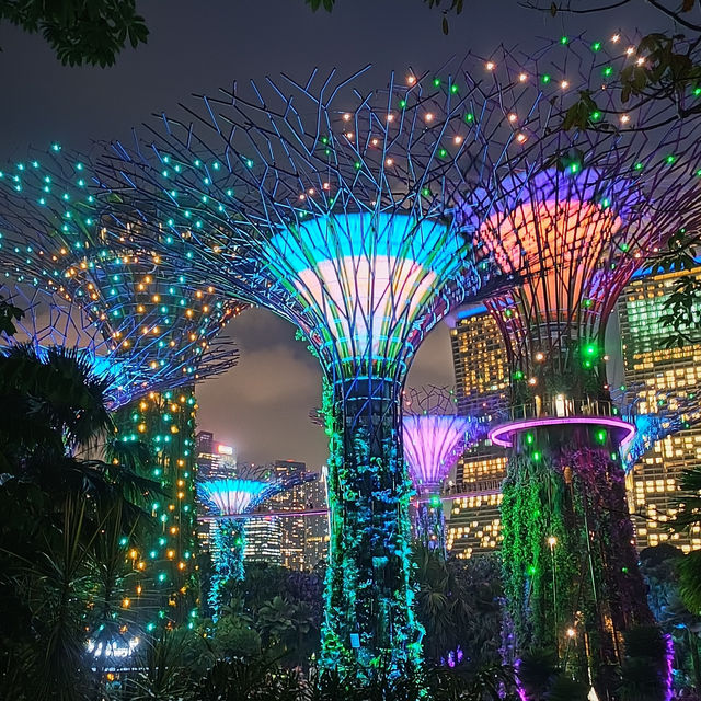 Illuminating Nights: The Aurora of Gardens by the Bay