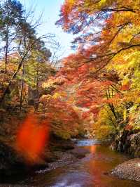 📍 【栃木】鹿沼市の彩る紅葉